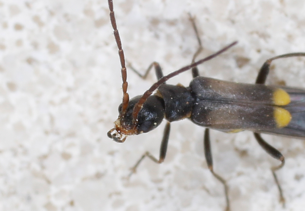 Cantharidae: Malthodes sp.